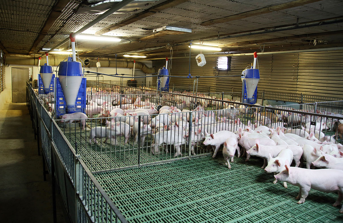 Pig Farm