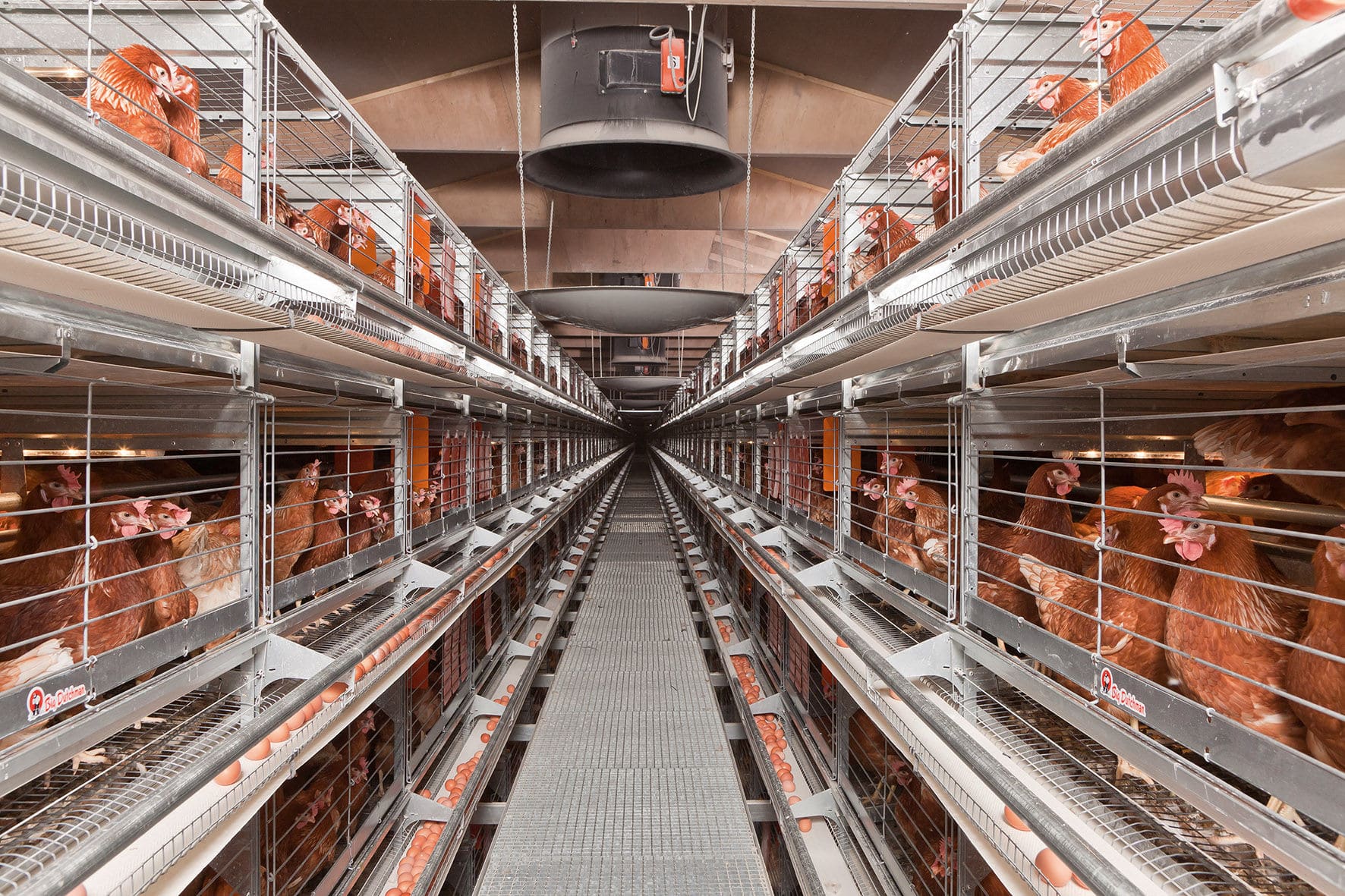 H-Type Poultry Cage