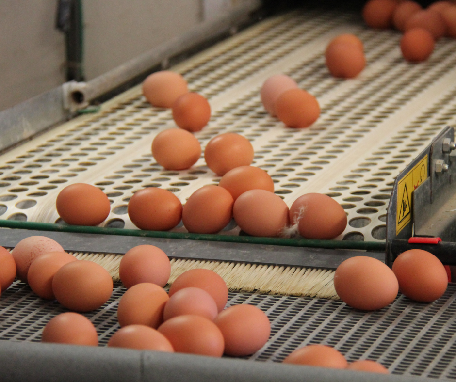 Egg Automations