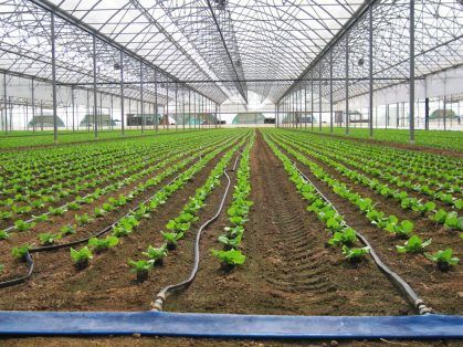 Dip Irrigation