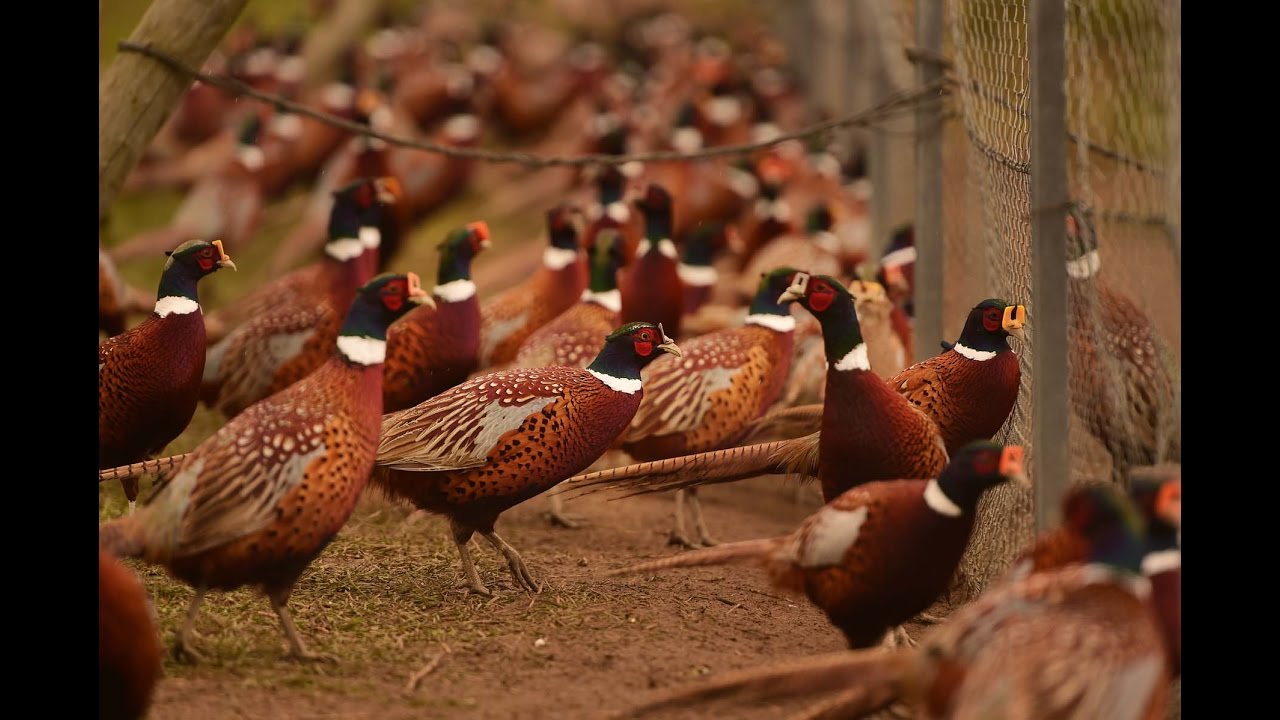 Pheasant Farm Design and Development